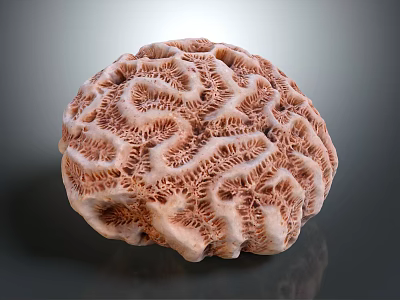 Natural Round Pink Coral With Intricate Wavy Patterns And Textured Surface 3d model