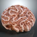Natural Round Pink Coral With Intricate Wavy Patterns And Textured Surface 3d model