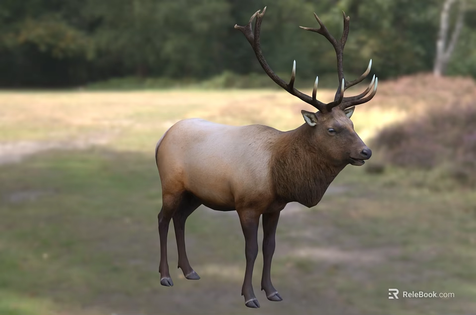 Majestic Elk Standing On Green Grassland With Trees In Natural Background 3d model 