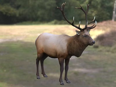 Majestic Elk Standing On Green Grassland With Trees In Natural Background 3d model