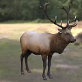 Majestic Elk Standing On Green Grassland With Trees In Natural Background