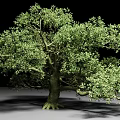Lush Green Arbor With Thick Trunk Dense Foliage And Visible Roots