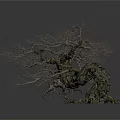Dry Tree With Curved Trunk And Leafless Branches On White Background