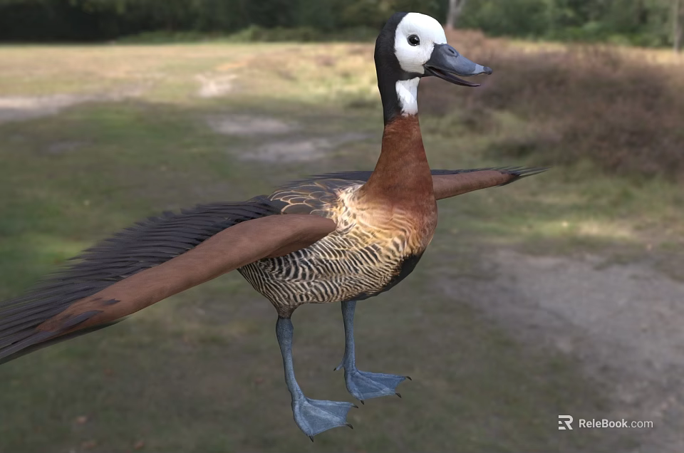 Brown And White Feathered Waterfowl Duck With Spread Wings Standing On Grassy Field 3d model 