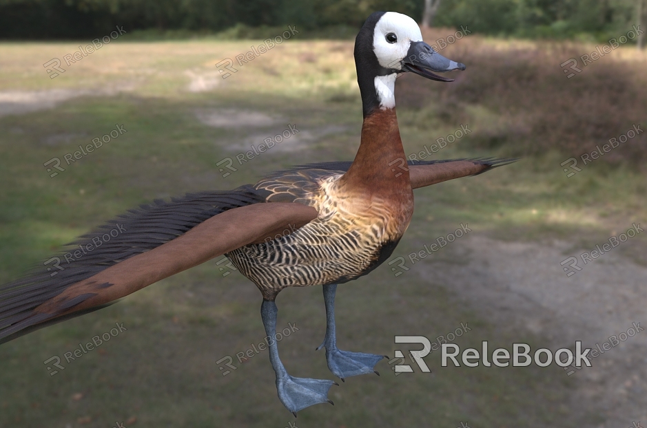 white-faced tree duck animal model