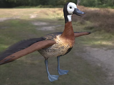Brown And White Feathered Waterfowl Duck With Spread Wings Standing On Grassy Field 3d model