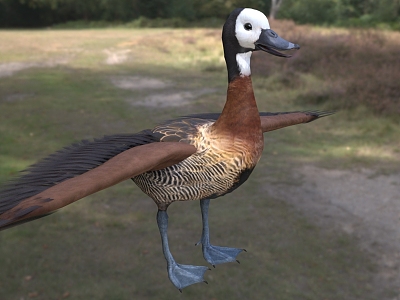 white-faced tree duck animal model