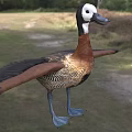 Brown And White Feathered Waterfowl Duck With Spread Wings Standing On Grassy Field