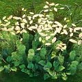 Aquatic Plants Lush Growth With Green White Leaves And Yellow Flowers In Wetland Area