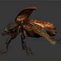 Close Up View Of Red Winged Beetle With Black Body On Dark Background