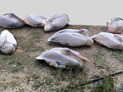A group of pelicans lying and resting on the grassy ground in outdoor area 3d model