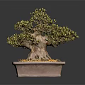Lush Foliage Bonsai Tree With Thick Trunk In Square Pot And Yellow Pebbles