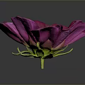 Vibrant Magenta Flower with Bright Yellow Center and Soft Petals on Dark Background