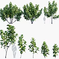 Green Leafy Arbor Trees With Various Sizes And Dense Foliage For Landscaping 3d model