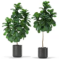 Potted Plants with Large Green Leaves in Black Pots for Indoor Decor