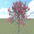 Beautiful Flowering Arbor with Red Blossoms and Green Leaves Under Blue Sky and Green Grass