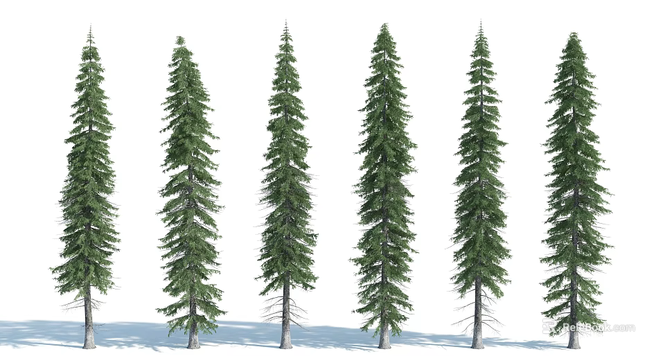 Tall Arbor Trees with Straight Trunks Conical Crowns and Dense Foliage Arranged in Row 3d model 