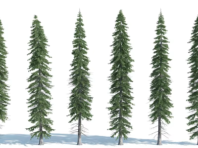 Tall Arbor Trees with Straight Trunks Conical Crowns and Dense Foliage Arranged in Row 3d model