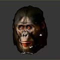 Realistic Ape Head 3D Model With Detailed Facial Features And Dark Background