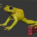 Yellow Frog With Black Eyes And Spots On Dark Reflective Surface
