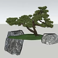 Natural Plant Combination With Pine Tree Rocks And Green Grass Landscape