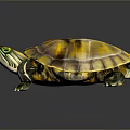 Turtle Cartoon Turtle Snapping Turtle Chickbill Turtle Reptile Cold Blooded Animal Reptile Class 3d model