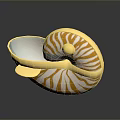 Nautilus Marine Creature With Yellow And White Striped Shell And Golden Edges