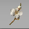 Blooming White Flower With Petals Stamens And Buds On Brown Branch Gray Background