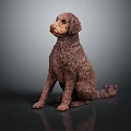 Brown Curly Haired Dog Sitting Gracefully On Dark Background With Reflection 3d model