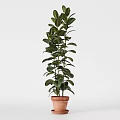 Three Tall Potted Green Leaf Plants with Different Planters for Indoor Decor