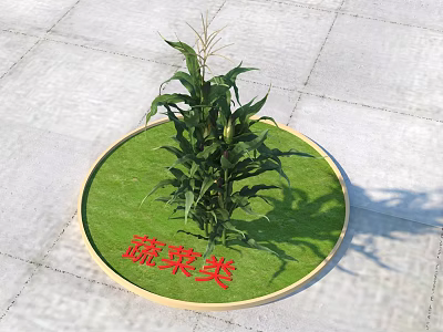 Healthy Corn Vegetable Plant Growing in Circular Green Grassy Patch with Vegetable Category Sign 3d model