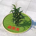 Healthy Corn Vegetable Plant Growing in Circular Green Grassy Patch with Vegetable Category Sign