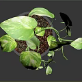 Lush Indoor Variegated Pothos Plant In Gray Pot With Green Yellow Leaves