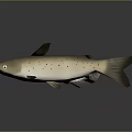 3D Rendered Brown Spotted Fish With Whiskers On Gray Background