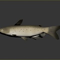 Modern catfish catfish catfish beard catfish 3d model