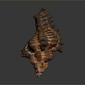 Aquatic Animal Conch Featuring Orange And Brown Spiral Shell With Detailed Texture Against Dark Background