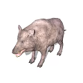 Wild Boar Displaying Shaggy Fur Open Mouth And Standing Posture In Natural Habitat