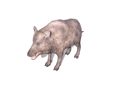 Wild Boar Displaying Shaggy Fur Open Mouth And Standing Posture In Natural Habitat 3d model
