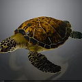 Vibrant Sea Turtle With Orange Black Patterned Shell And Yellow Spotted Head