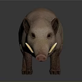 Realistic 3D Model of Light Brown Wild Boar With Tusks on Dark Background