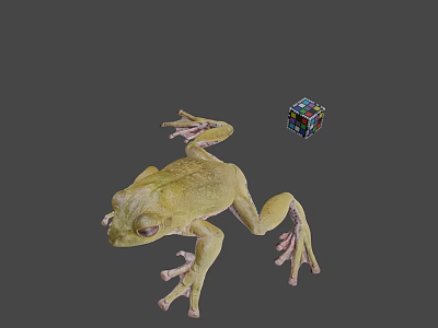 Green Frog With Stretched Legs And Colorful Rubik's Cube On Gray Background 3d model
