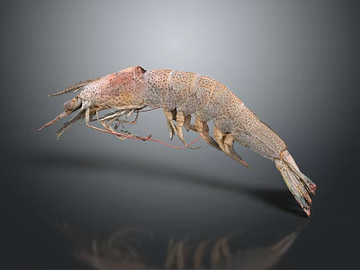 High Quality Close Up View Of Shrimp With Detailed Texture On Gray Background 3d model