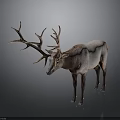 Deer With Large Antlers Grayish White And Brown Body On Gray Background