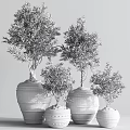 Bonsai Olive Trees in Terracotta Pots with Various Sizes for Indoor Decorative