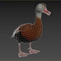 Duck Aquatic Bird With Brownish Red Body White Neck Belly Red Beak On Grass