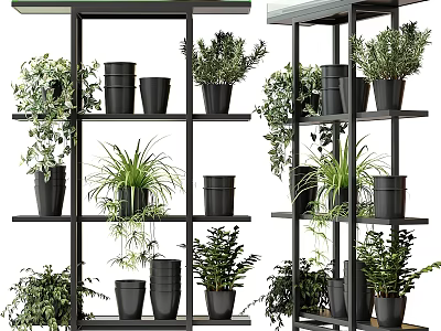 Various Bonsai Potted Plants Arranged On Black Metal Shelves Indoors 3d model
