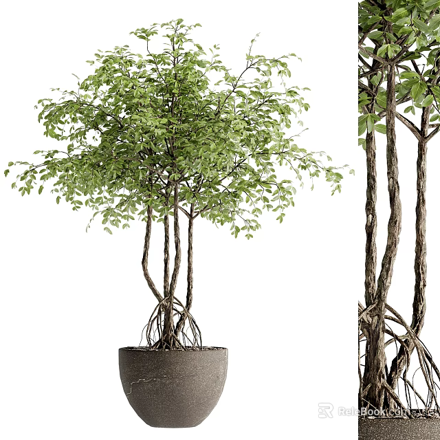 Lush Green Bonsai Plant With Multiple Trunks Exposed Roots And Dark Pot 3d model 