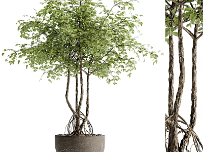 Lush Green Bonsai Plant With Multiple Trunks Exposed Roots And Dark Pot 3d model