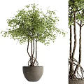 Lush Green Bonsai Plant With Multiple Trunks Exposed Roots And Dark Pot