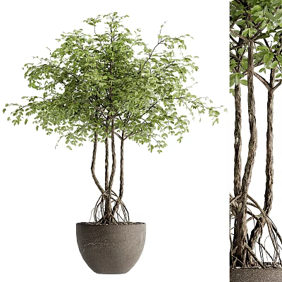 Lush Green Bonsai Plant With Multiple Trunks Exposed Roots And Dark Pot 3d model